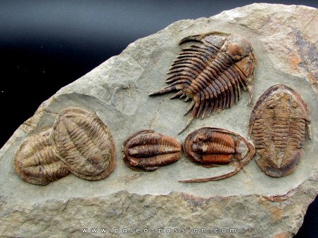 Foulonia sp. - Asaphellus - Euloma sp.  ordovician , Morocco