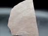 Dalle à Medusina Atava - Permien -  Millau Dalle à Medusina Atava - Permien -  Millau