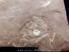 Dalle à Medusina Atava - Permien -  Millau Dalle à Medusina Atava - Permien -  Millau