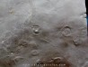 Dalle à Medusina Atava - Permien -  Millau Dalle à Medusina Atava - Permien -  Millau