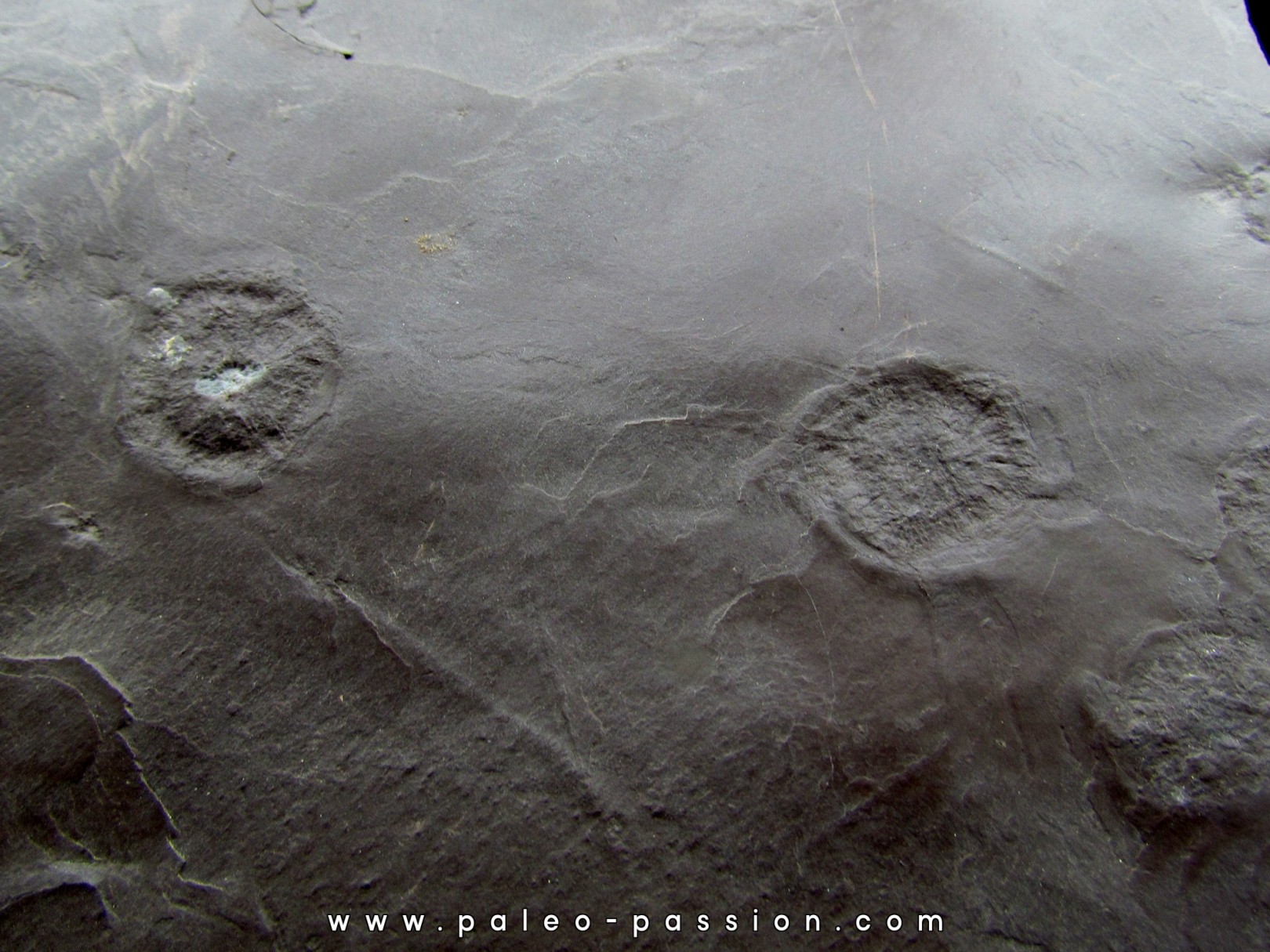 jellyfish  Medusina Atava - Permian  - Millau -  FRANCE