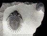 Comura and phacops -  jbel Oufatene - Morocco Comura and phacops -  jbel Oufatene - Morocco