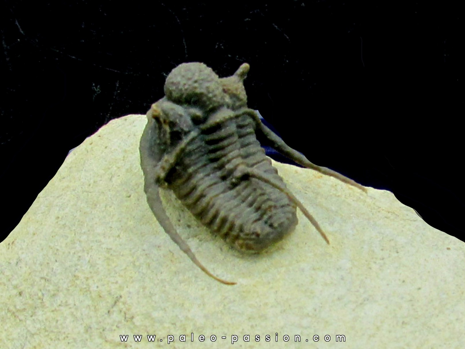 cyphaspis khraidensis - Emsien -  Foum Zguid cyphaspis khraidensis - Emsien -  Foum Zguid