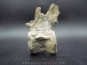 crocodil  vertebrae - steneosaurus sp.