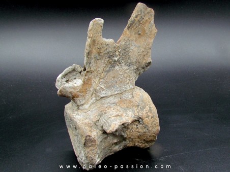 crocodil  vertebrae - steneosaurus sp.