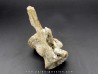 crocodil  vertebrae - steneosaurus sp.