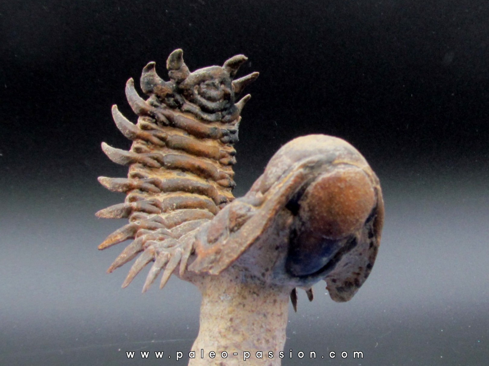 CROTALOCEPHALUS GIBBUS CROTALOCEPHALUS GIBBUS