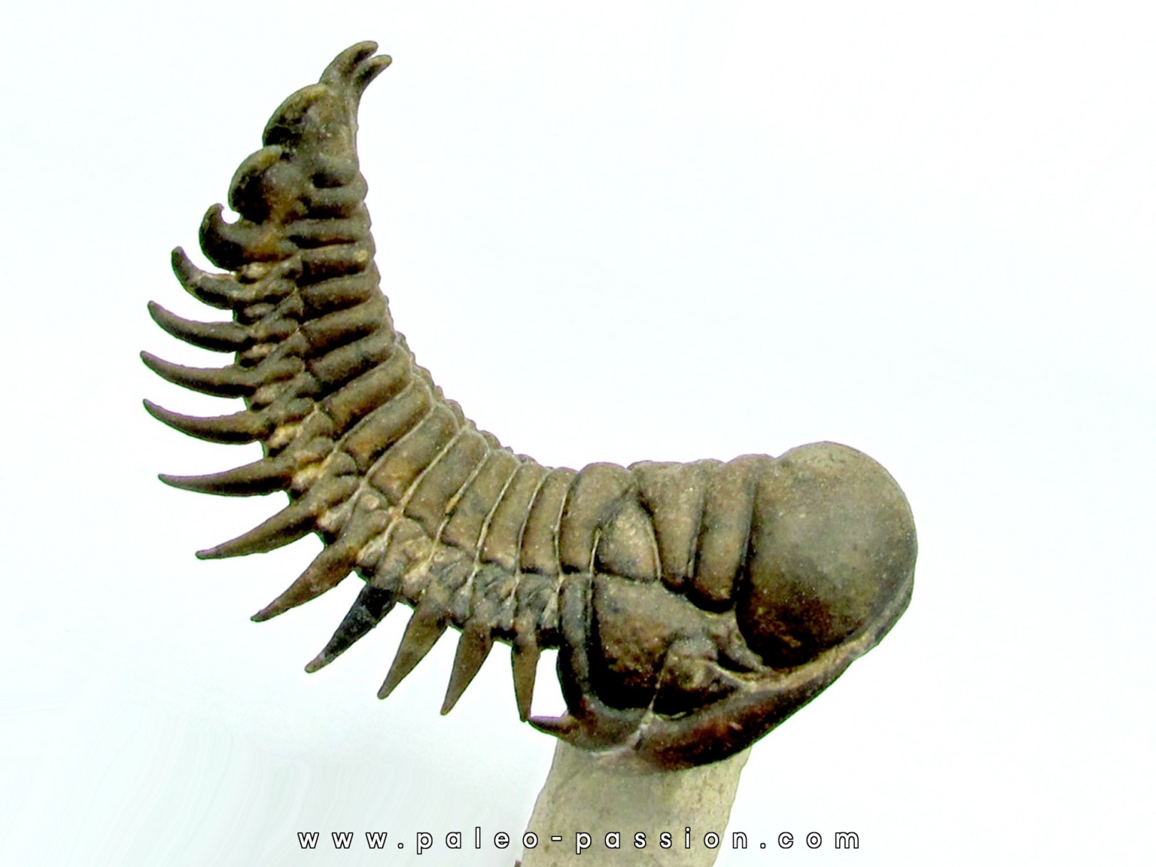 CROTALOCEPHALUS GIBBUS CROTALOCEPHALUS GIBBUS