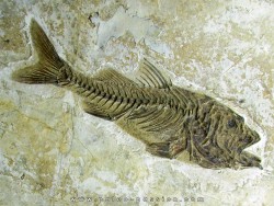 DAPALIS MACRURUS