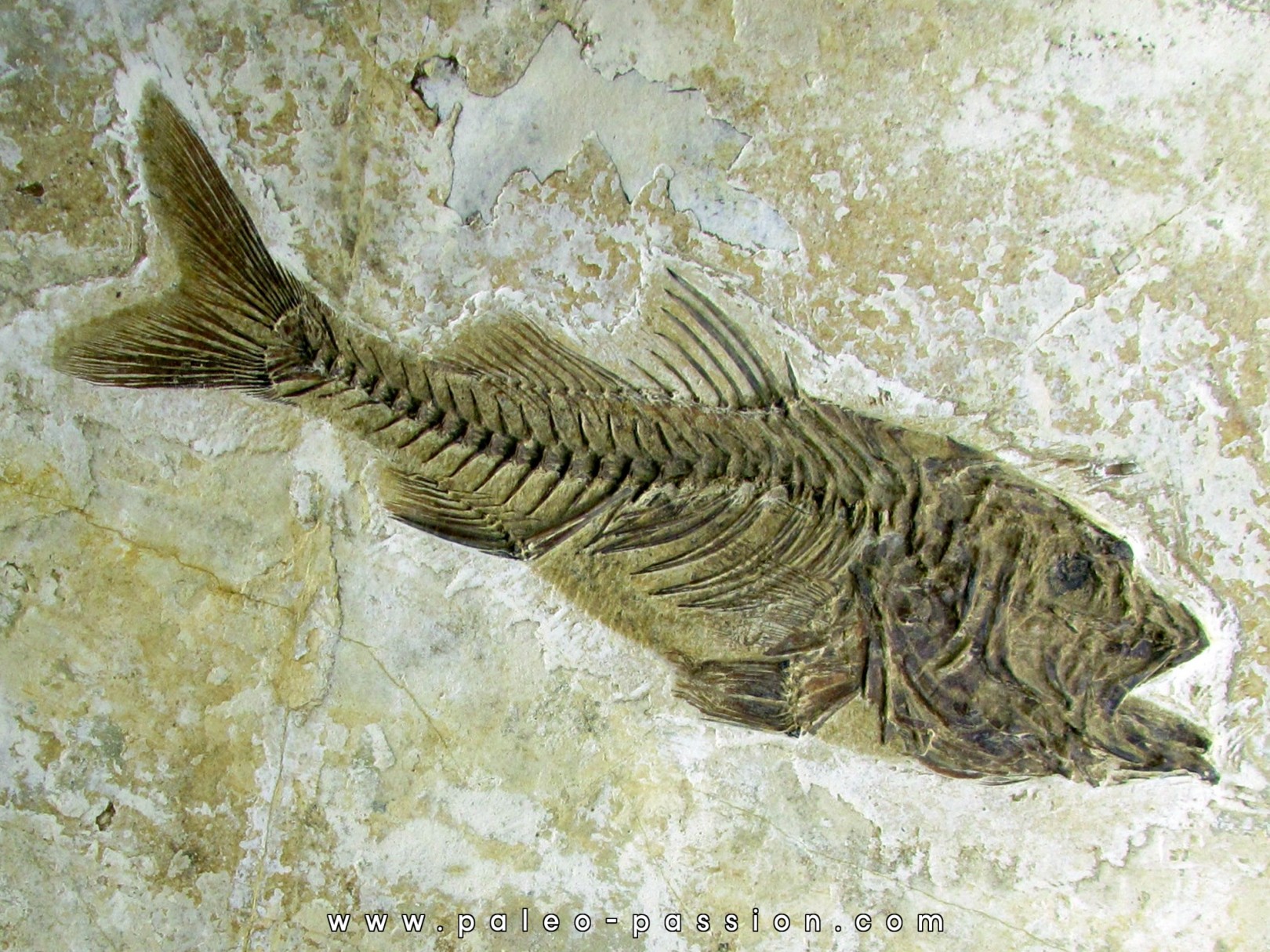 DAPALIS MACRURUS DAPALIS MACRURUS