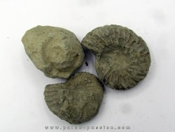 lot de 3 nodules d'HOPLITES a dégager