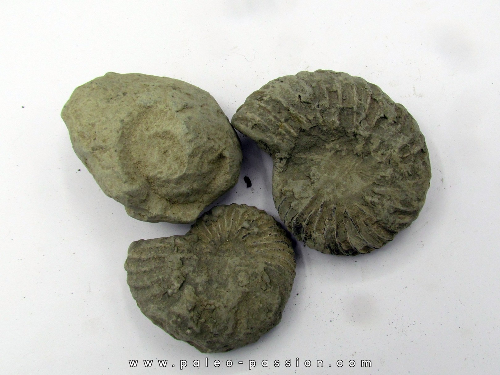 lot de 3 nodules d'HOPLITES a dégager