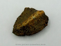 Scute d Ankylosaure - Alberta, CANADA