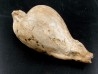 UMBILIA EXIMIA  - Miocene - AUSTRALIE UMBILIA EXIMIA  - Miocene - AUSTRALIE