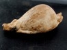 UMBILIA EXIMIA  - Miocene - AUSTRALIE UMBILIA EXIMIA  - Miocene - AUSTRALIE