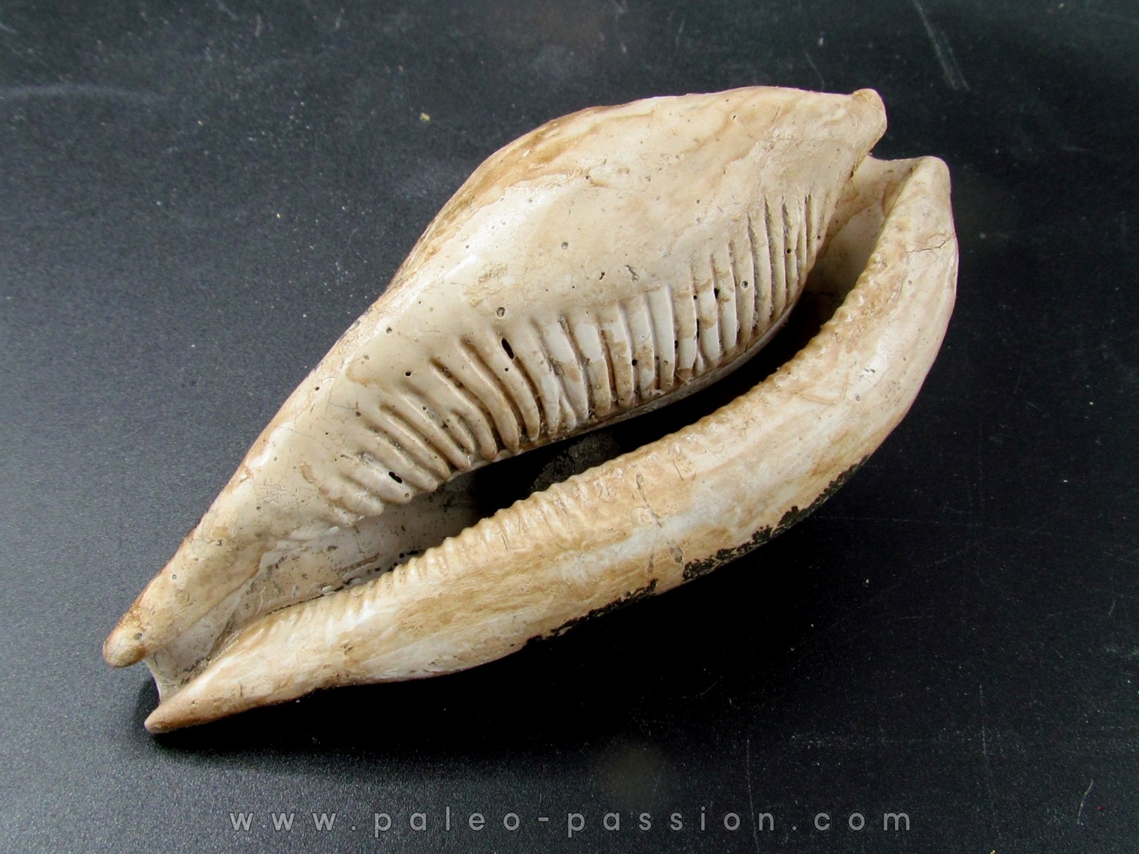 UMBILIA EXIMIA  - Miocene - AUSTRALIE UMBILIA EXIMIA  - Miocene - AUSTRALIE