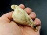 UMBILIA EXIMIA  - Miocene - AUSTRALIE UMBILIA EXIMIA  - Miocene - AUSTRALIE