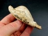 UMBILIA EXIMIA  - Miocene - AUSTRALIE UMBILIA EXIMIA  - Miocene - AUSTRALIE