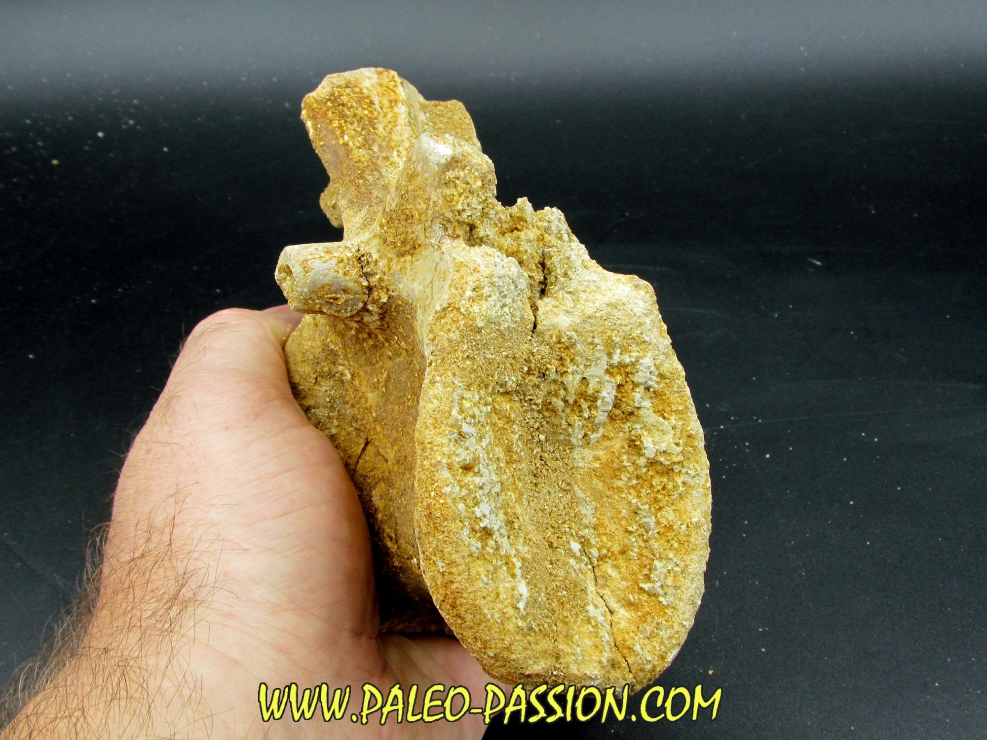 dinosaur vertebrae