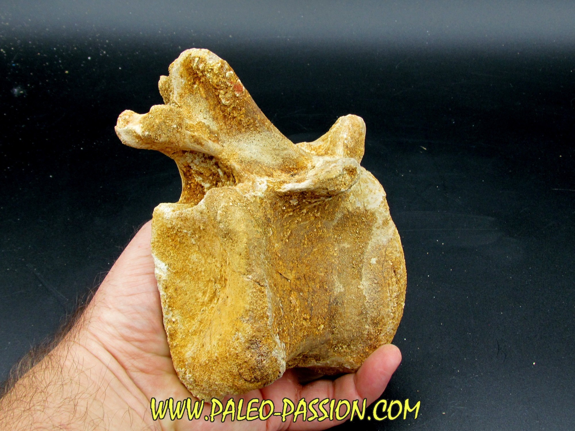 dinosaur vertebrae