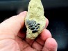 Gyrodus cuvieri - kimmeridgian - Cap D'Alprech - Boulogne sur Mer - France Gyrodus cuvieri - kimmeridgian - Cap D'Alprech - Boulogne sur Mer - France
