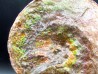 AMMOLITE : Placenticeras meeki - Alberta - CANADA