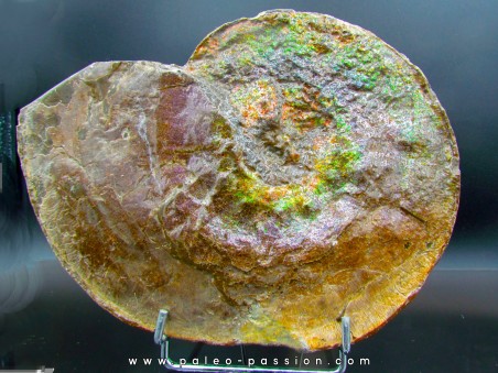 AMMOLITE : Placenticeras meeki - Alberta - CANADA