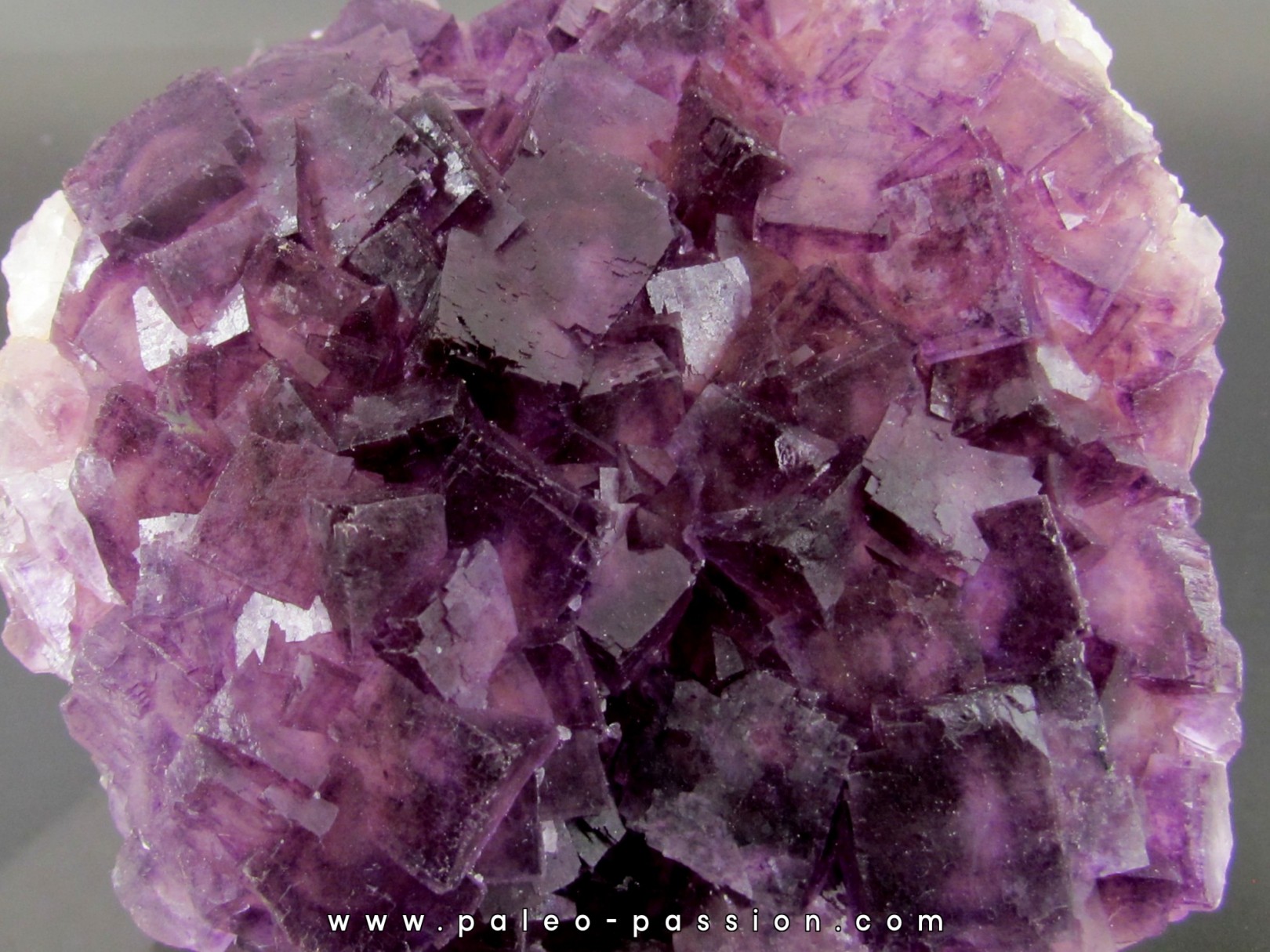 fluorine violette -  Fonsante - France fluorine violette -  Fonsante - France