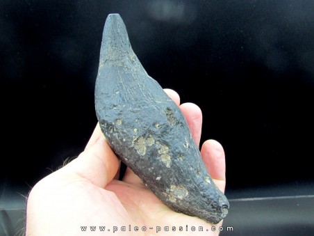 Sperm Whale tooth :Scaldicetus grandis