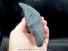 Sperm Whale tooth :Scaldicetus grandis