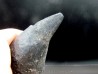 Sperm Whale tooth :Scaldicetus grandis