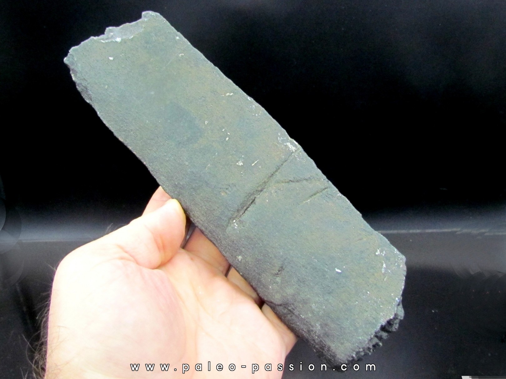 Whale coast with traces of predation  of megalodon Whale coast with traces of predation  of megalodon