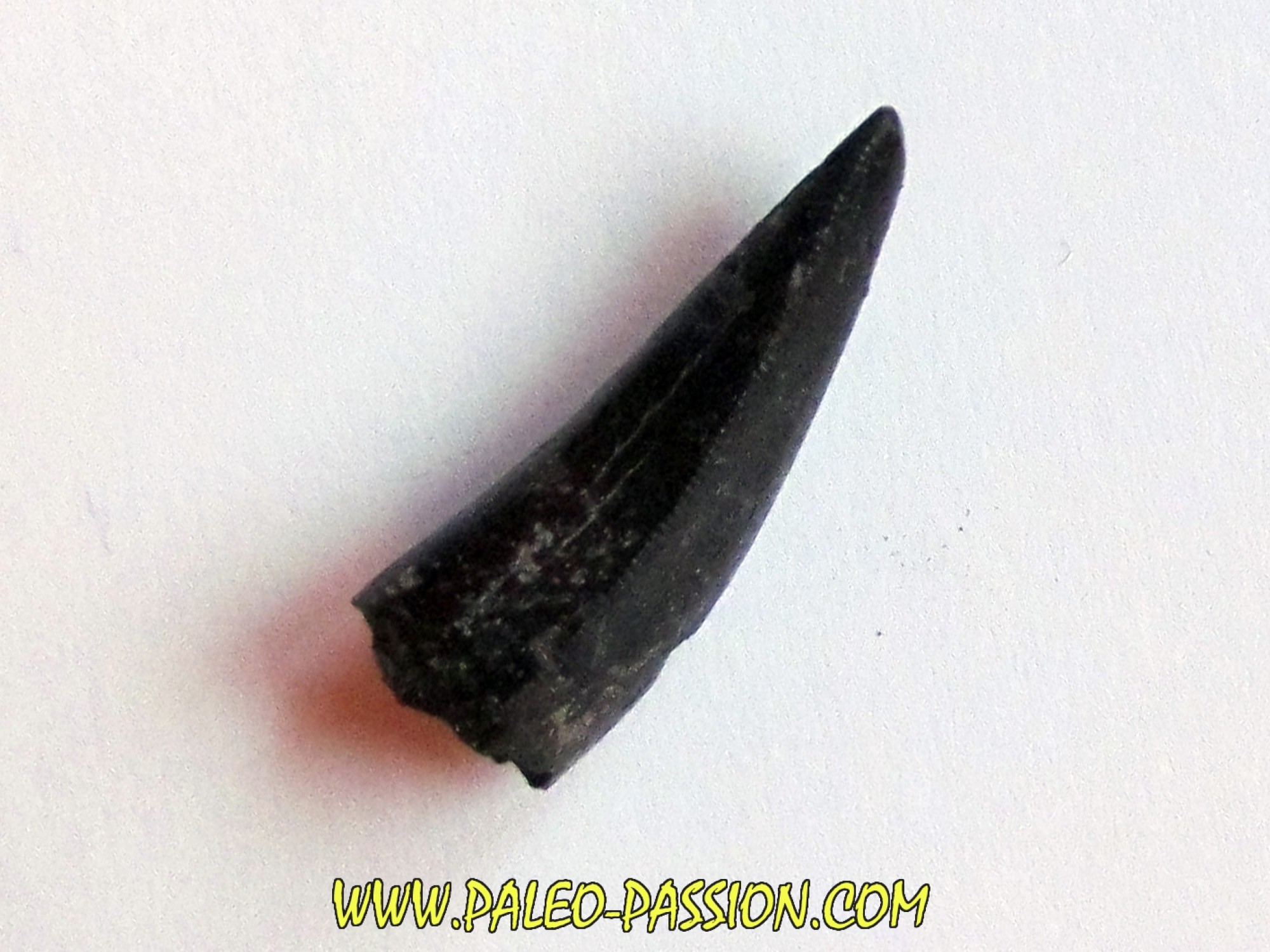 albertosaurus tooth for sale