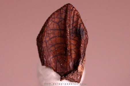 dinosaure tooth: TRICERATOPS HORRIDUS