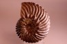 HOPLITES dentatus et trochocyathus HOPLITES dentatus et trochocyathus