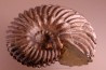 HOPLITES dentatus et trochocyathus HOPLITES dentatus et trochocyathus