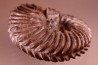 HOPLITES dentatus et trochocyathus HOPLITES dentatus et trochocyathus