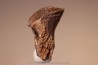 dinosaure tooth: TRICERATOPS HORRIDUS dinosaure tooth: TRICERATOPS HORRIDUS