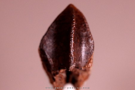 dinosaure tooth: TRICERATOPS HORRIDUS