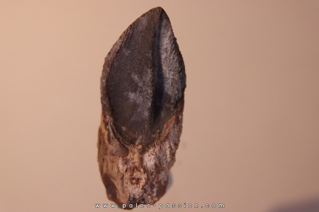 dinosaure tooth: TRICERATOPS HORRIDUS