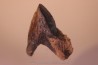 dinosaure tooth: TRICERATOPS HORRIDUS
