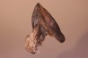 dinosaure tooth: TRICERATOPS HORRIDUS