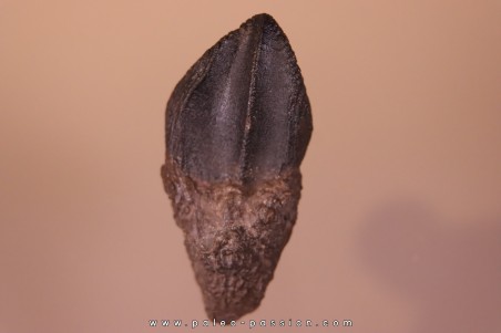 dinosaure tooth: TRICERATOPS HORRIDUS