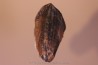 dinosaure tooth: TRICERATOPS HORRIDUS