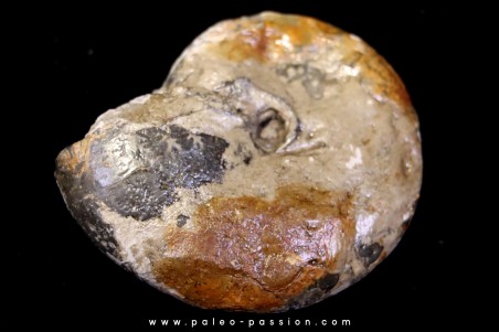 Calliphylloceras gr. demidoffi - upper callovian - Villers-sur-Mer - FRANCE Calliphylloceras gr. demidoffi - upper callovian - Villers-sur-Mer - FRANCE