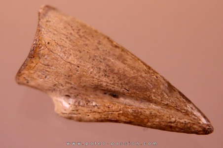 Struthiomimus claw   Hell Creek  Fmt -  upper cretaceous  - Perkins County, South Dakota