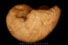 Nautilus lamarckii - Eocene -  Meldert, Belgique