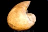 Nautilus lamarckii - Eocene - Meldert, Belgium