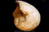 Nautilus lamarckii - Eocene -  Meldert, Belgique
