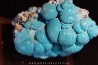 chrysocolle  M'fouati - République du Congo chrysocolle  M'fouati - République du Congo